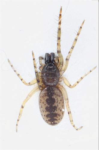 Segestria senoculata